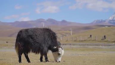 春天草原牦牛吃草雪山养殖视频的预览图